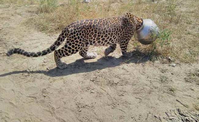 This Thirsty Leopard In Rajasthan Found Itself In A Tight Spot  -1