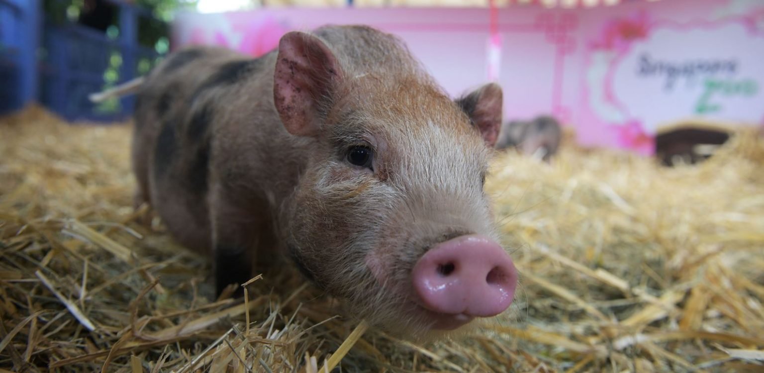 Pig brains partially revived hours after death 1