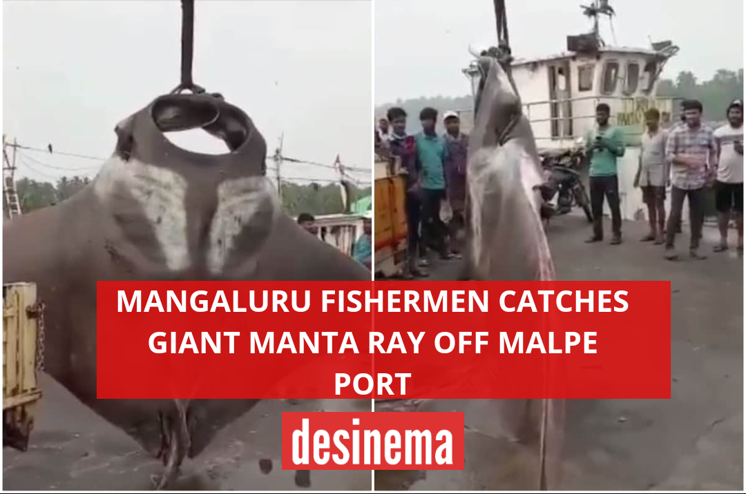 Karnataka Fisherman Catches Two Giant Manta Rays