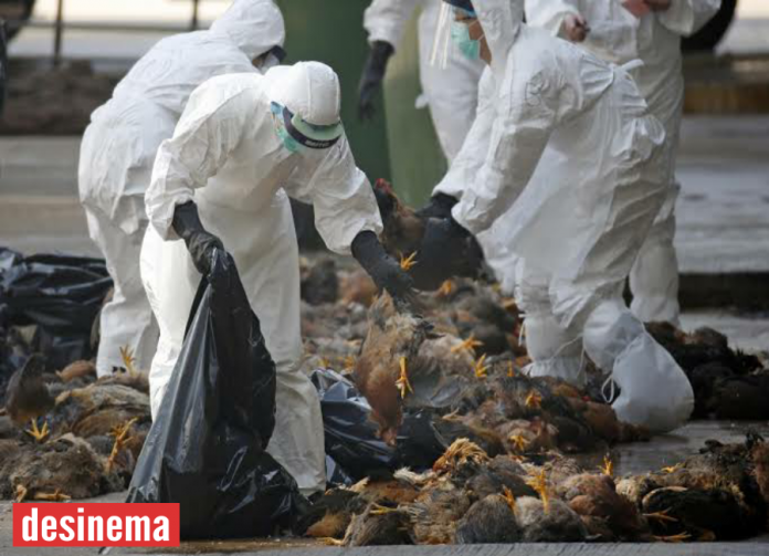 Desinema-Bird flu_ More than 1,500 migratory birds found dead in Himachal Pradesh