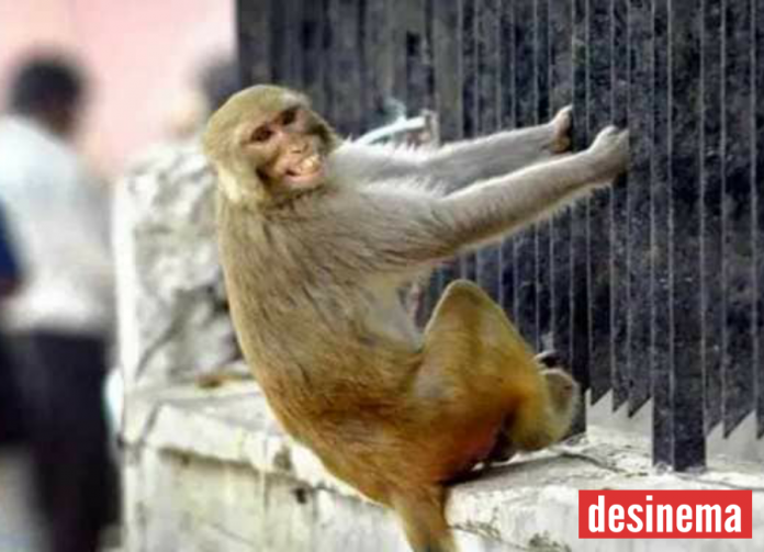 Desinema-Monkey snatches bag containing Rs 4 lakh in UP’s Sitapur, tears &_ throws currency notes in the air