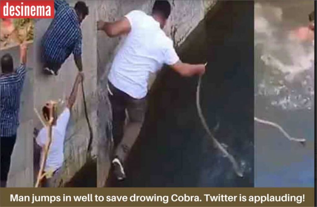 A Mam jumps into a well to save a Cobra 1