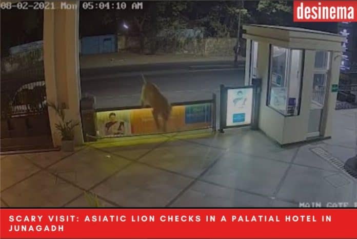 Terrifying Check in by Asiatic Lion at Sarovar Portico Hotel in Junagad