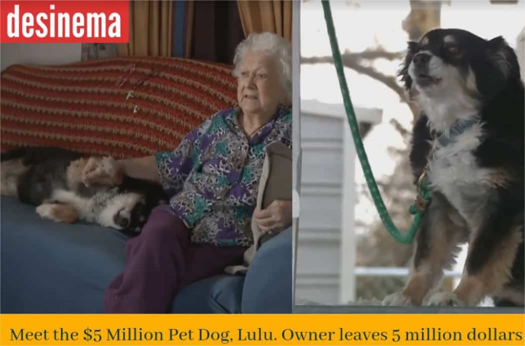 US Man leaves 5000000 million for his dog making the dog a million dollars pet 1