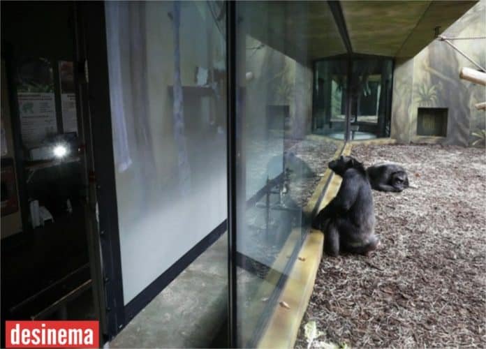 Chimpanzees from two Czech zoos enjoy regular zoom calls with each other every day