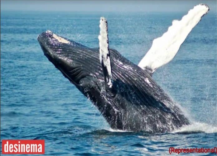 Swallowed And Spat Out By A Humpback Whale. He Describes Those 30 Seconds