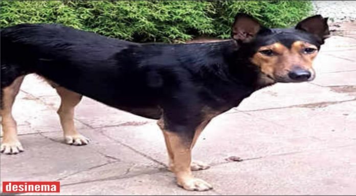 Bengaluru couple files case against neighbors for pelting stones at stray dog