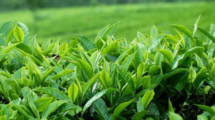 Sri-Lanka-to-provide-free-tea-plants-to-boost-growth