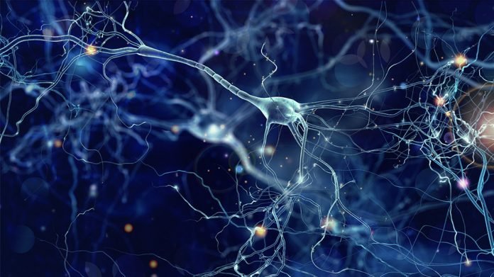 Human-brain-cells-not-infected-by-Covid-virus-Study