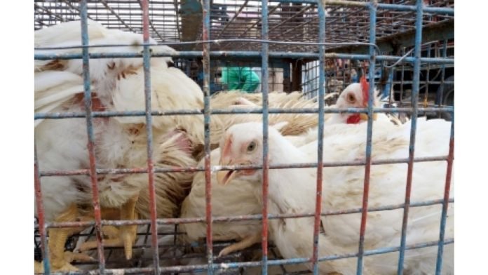 S-Korea-reports-suspected-cases-of-highly-pathogenic-bird-flu-at-egg-farm