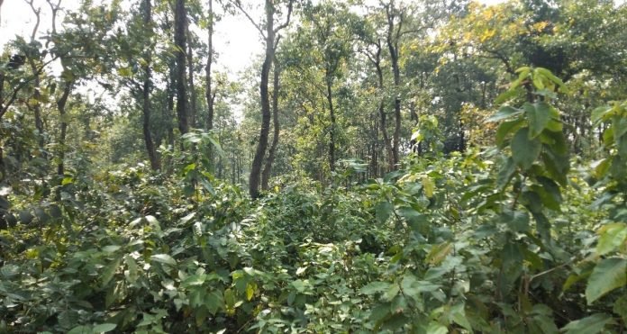 Indigenous communities of Jharkhand have long defended their native forests from exploitation.