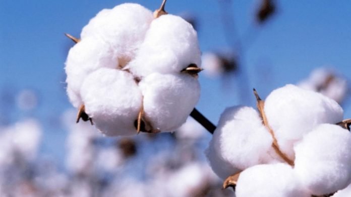 Cotton-producers-of-TN-on-warpath-after-reduction-of-import-duty
