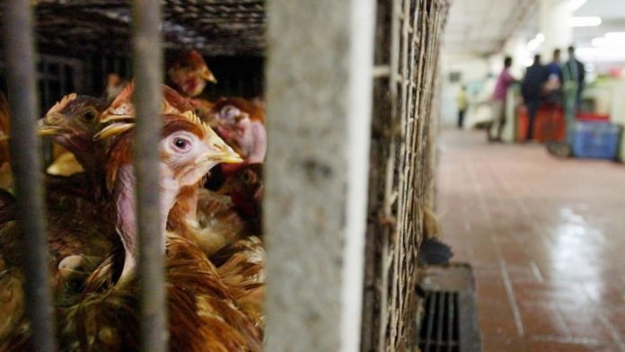 Malaysias-ban-on-chicken-exports-takes-effect