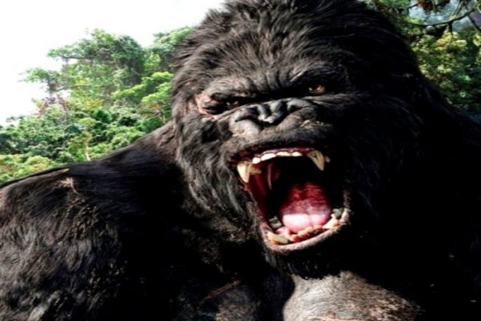 Live-action-King-Kong-origin-series-in-early-development