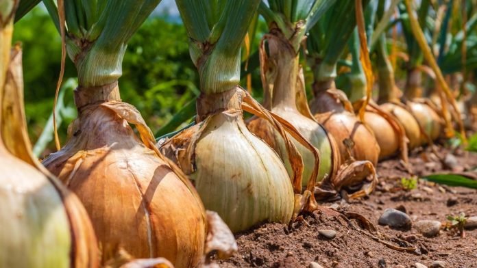 Businessmen-urge-Pak-govt-to-permit-food-imports-from-India