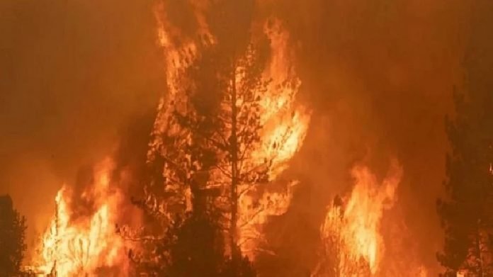 Forest-fire-in-Turkey-brought-under-control-after-2-days